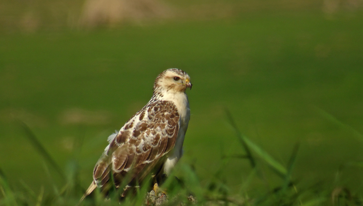 Buse variable posée