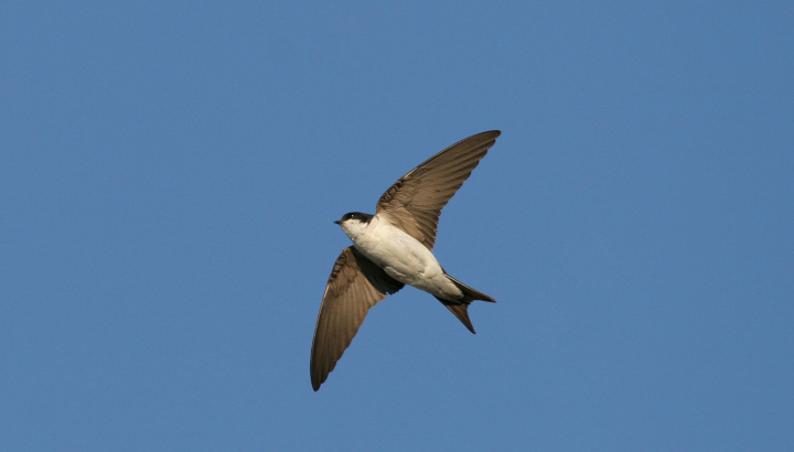 Hirondelle de fenêtre en vol