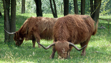 Higlands cattle