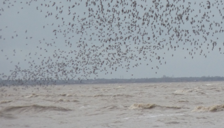 Les oiseaux de la réserve naturelle de Moëze-Oléron-RNNMO-LPO
