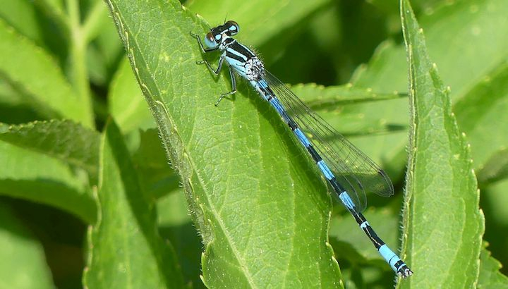 Photo Agrion de Mercure