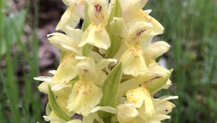 Orchis sureau (Dactylorhiza sambucina) © Nicolas Macaire / LPO