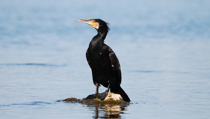 Grand cormoran © Didier Barraud
