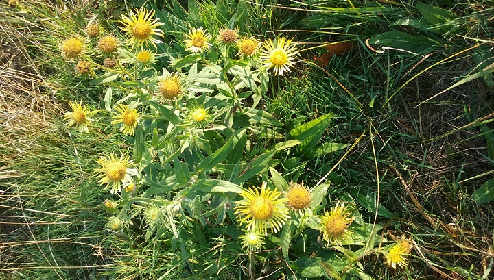 Inule d'Angleterre, espèce protégée des prairies humides