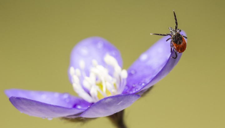 Tique du mouton (Ixodes ricinus) © istockphoto