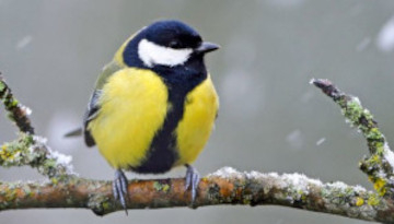 Mésange charbonnière sur une branche