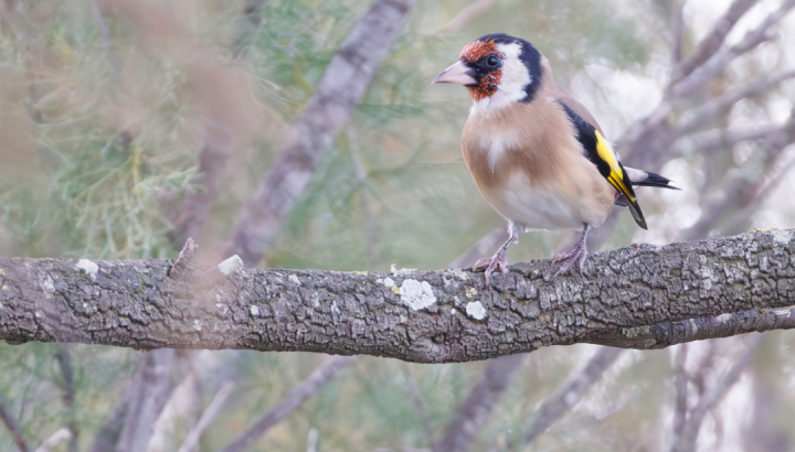 Chardonneret élégant. Photo Marc Barbier