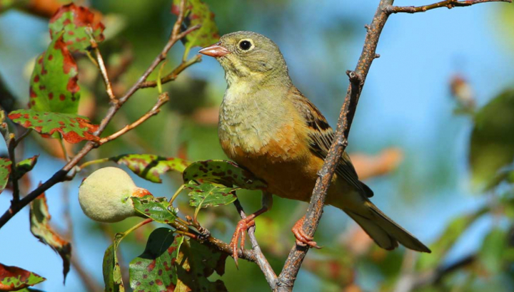 Bruant ortolan sur une branche