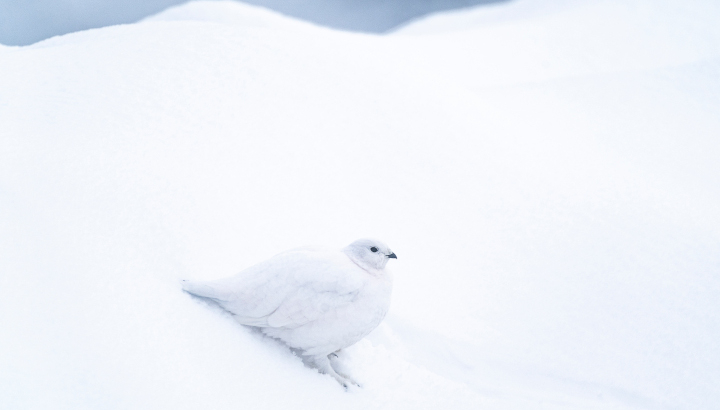 Lagopède alpin au milieu de la neige