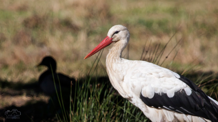 Cigogne blanche