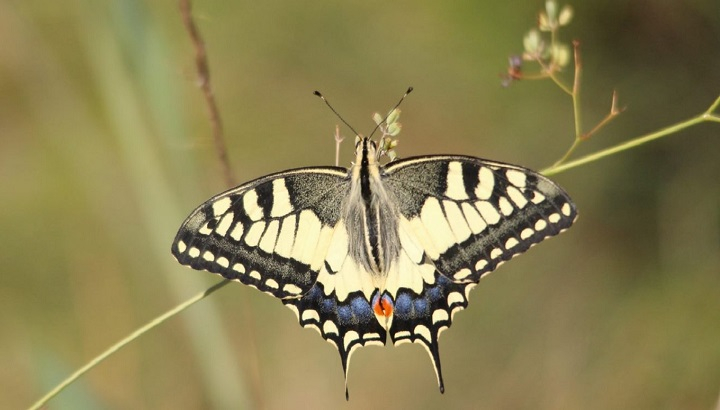 Machaon posé sur une tige