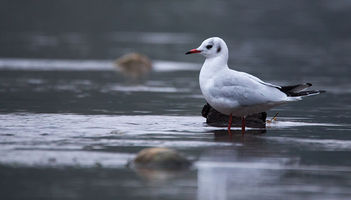 Mouette rieuse © Alain Lorieux