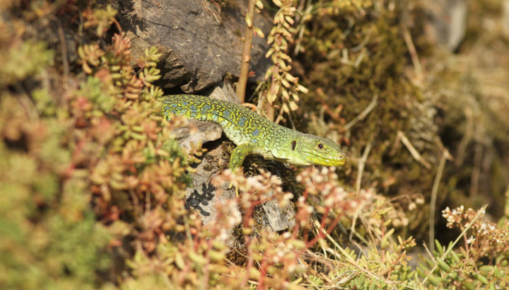 Lézard ocellé