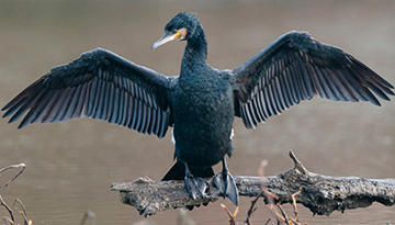 Grand cormoran © Fabrice Cahez