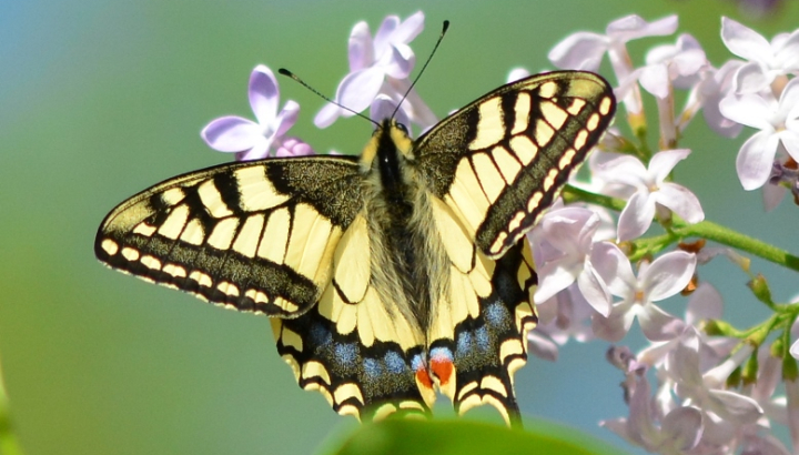Machaon