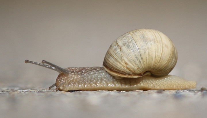 Escargot - Crédit photo : saguari (Pixabay)