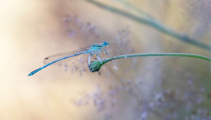 Agrion à larges pattes