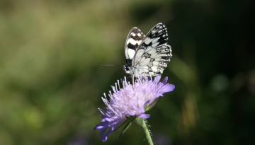 Institut d'éducation à l'agro-environnement de Florac-trois-Rivières