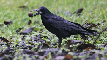 Corbeau freux, au sol, tenant une noix dans son bec