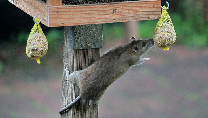 Rat brun sur une mangeoire