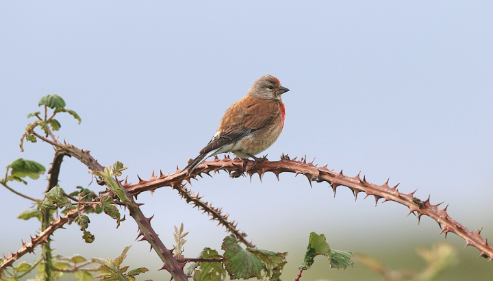 Linotte mélodieuse