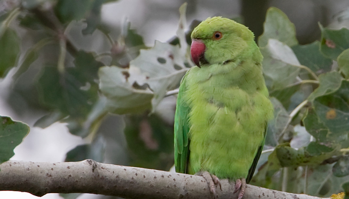Perruche à collier posée sur une branche