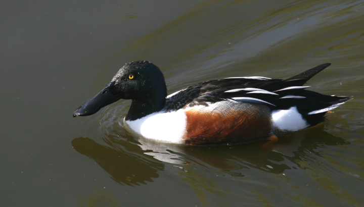 Canard souchet (Spatula clypeata) mâle © Nicolas Macaire / LPO