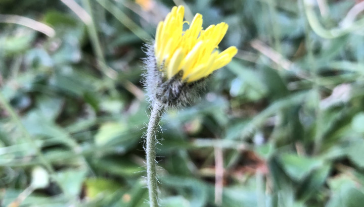 Piloselle officinale (Pilosella officinarum) © Nicolas Macaire / LPO