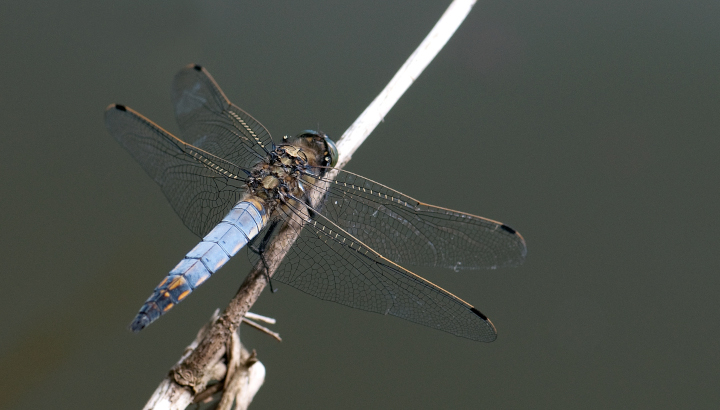 Orthetrum réticulé (Orthetrum cancellatum) © J.-J. Carlier