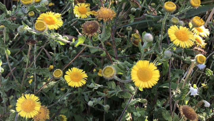 Pulicaire dysentérique (Pulicaria dysenterica) © Nicolas Macaire / LPO
