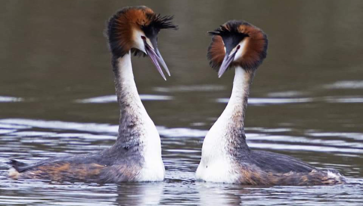 Couple de Grèbes huppé @JB