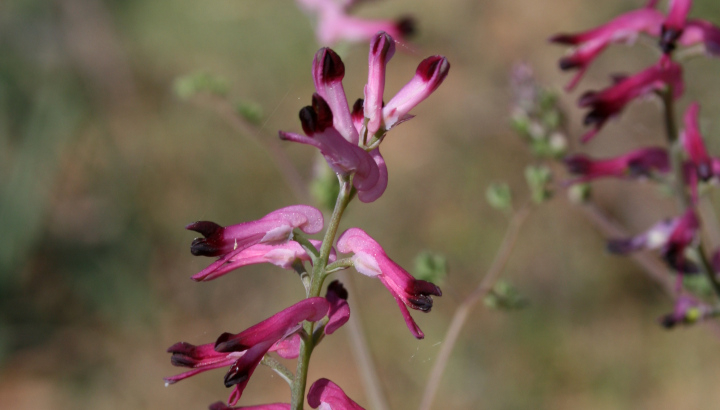 Fumeterre officinale (Fumaria officinalis) © Nicolas Macaire / LPO