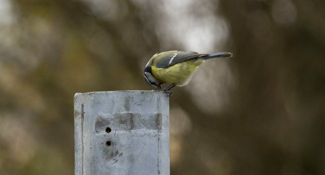 Mésange bleue sur un poteau