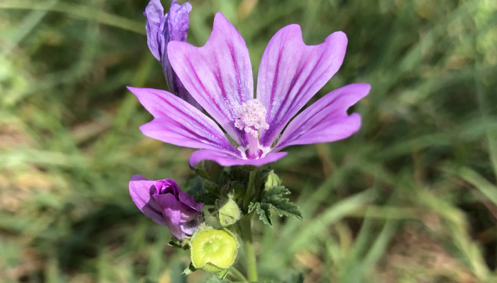 Grande Mauve (Malva sylvestris) © Nicolas Macaire / LPO