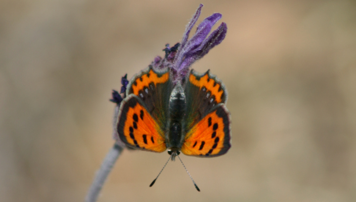 Cuivré commun (Lycaena phlaeas) © Nicolas Macaire / LPO