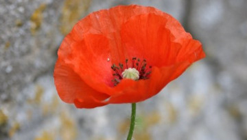 Coquelicot (Papaver rhoeas)