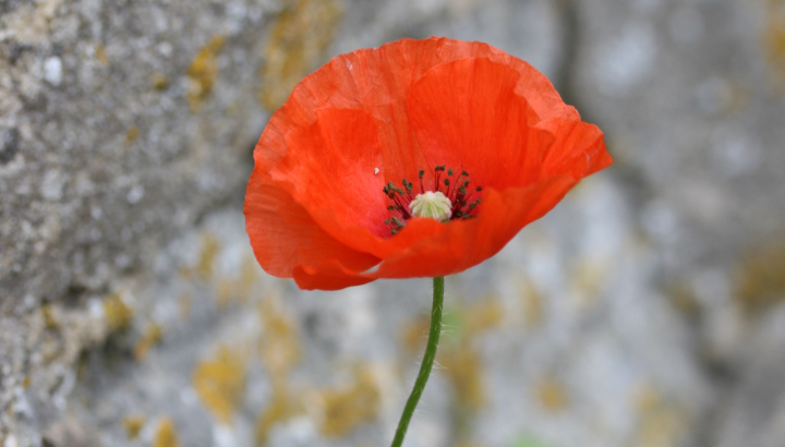 Coquelicot (Papaver rhoeas) © Nicolas Macaire / LPO