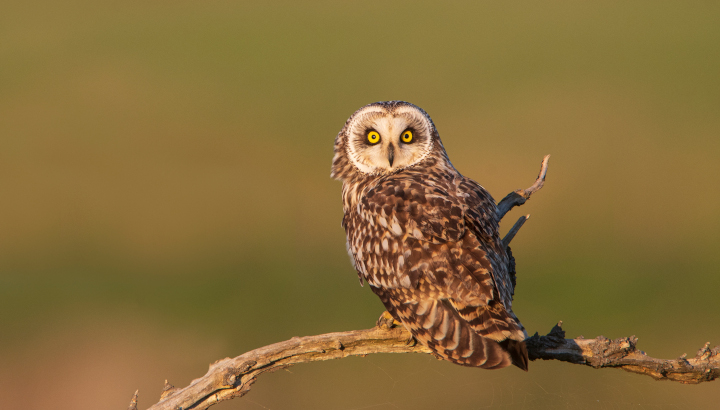 Hibou des marais