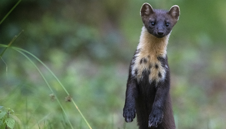 Martre des pins dressée sur ses pattes arrières