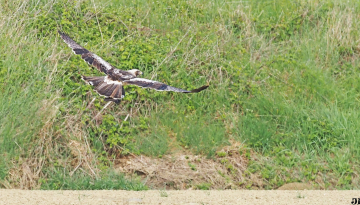 Aigle botté en vol par JP Thelliez
