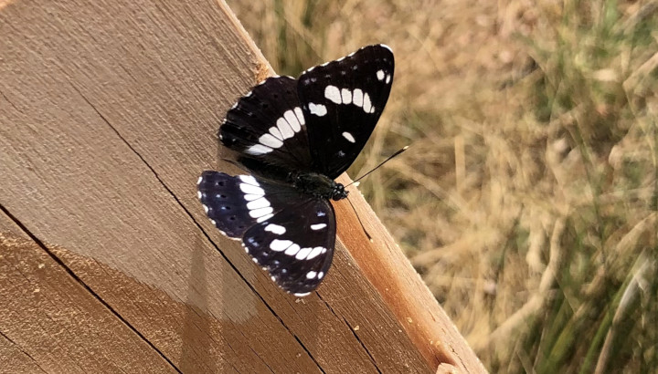 Sylvain azuré (Limenitis reducta) © Nicolas Macaire / LPO