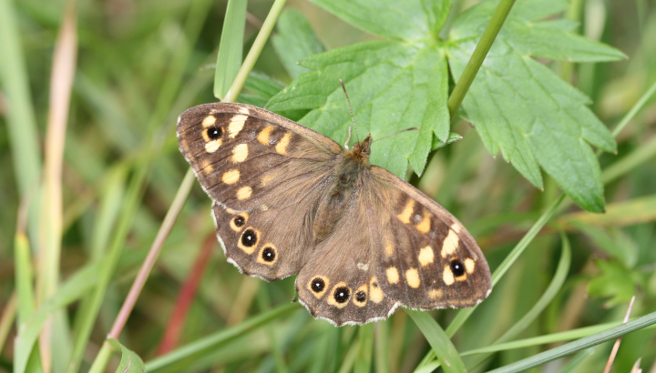 Tircis (Pararge aegeria) © Nicolas Macaire / LPO
