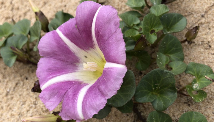 Liseron des dunes (Convolvulus soldanella) © Nicolas Macaire / LPO