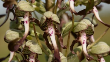 Orchis bouc (Himantoglossum hircinum)