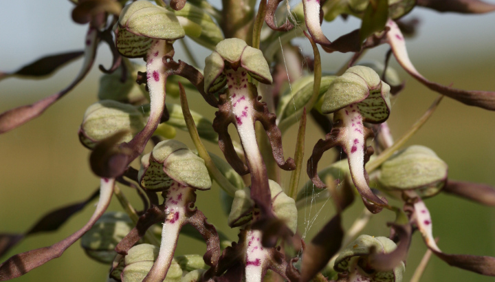 Orchis bouc (Himantoglossum hircinum) © Nicolas Macaire / LPO