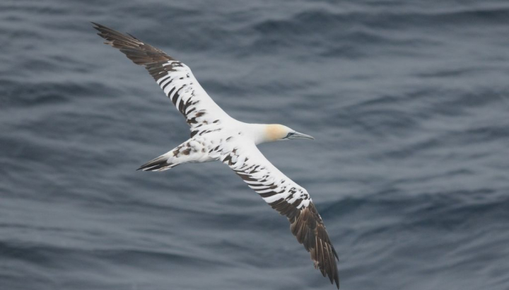 Mouettes de Sabine en vol