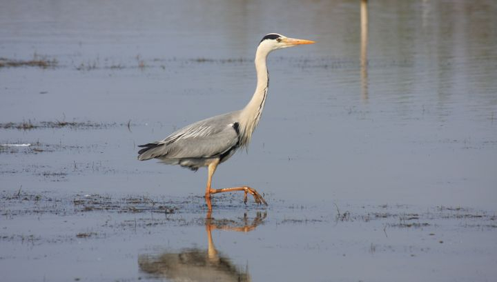 Héron cendré ©V. Lopes - LPO Occitanie