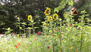 Christine dans son jardin Refuge LPO © Christine Rabischung