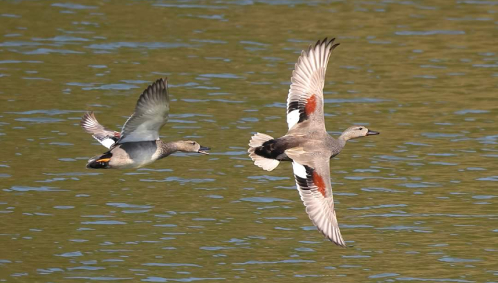 Canard chipeau en vol