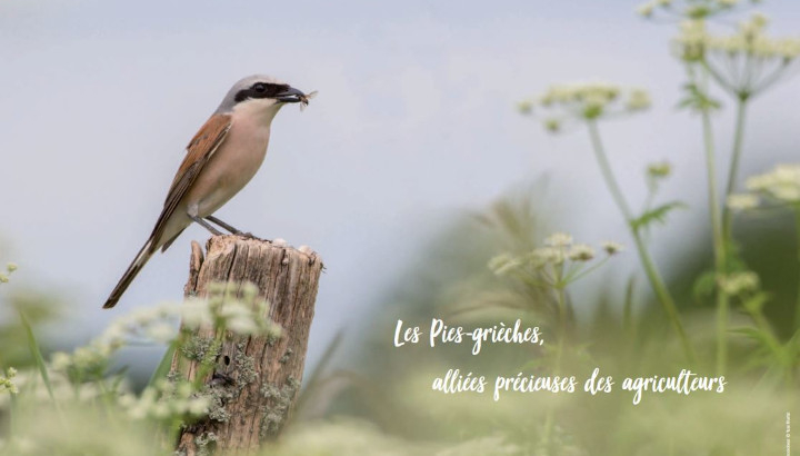 Poster : les pies-grièches, alliées précieuses des agriculteurs